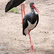Black Stork