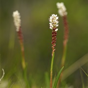 Alpine Bistort (Persicaria Vivipara)