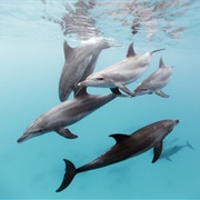 Swim With Dolphins