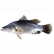 Barramundi