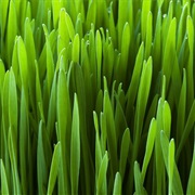 Barley Grass