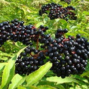 Elder / Elderberry (Sambucus)