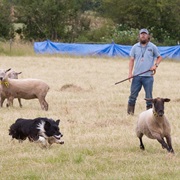 Sheep Herding