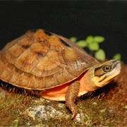 Golden Coin Turtle