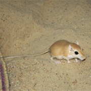 Greater Egyptian Gerbil