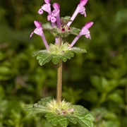 Henbit Dead-Nettle (Lamium Amplexicaule)