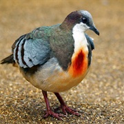 Luzon Bleeding-Heart Dove