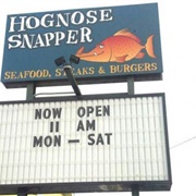 Hognose Snapper