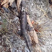 Oaxaca Spiny-Tailed Iguana