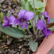 Northeastern Violet / Sumire (Viola Mandshurica)
