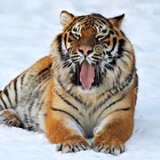 Have a Siberian Tiger as a Friend