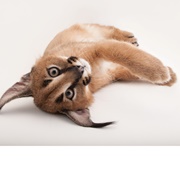Caracal