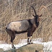 Bezoar Ibex