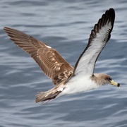 Cory's Shearwater