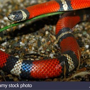 False Coral Snake