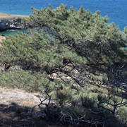 Torrey Pine