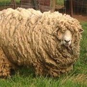 Sheer a Sheep