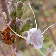 White Sage (Salvia Apiana)