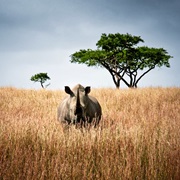 See a Rhino Before They're Extinct