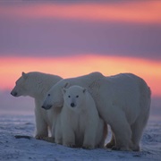Half of the World's Polar Bears Live in Canada