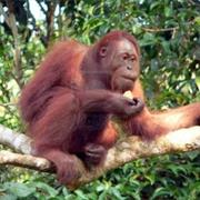 See Orangutans in the Wild