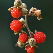 Broad-Leaf Bramble
