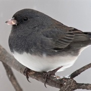 Junco