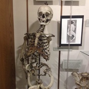 Warren Anatomical Museum