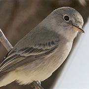 Gray Flycatcher