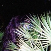 Florida - The Skunk Ape