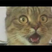 Screaming Kitten