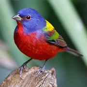 Painted Bunting