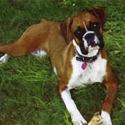 Boxer