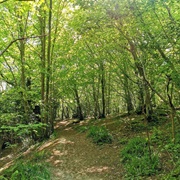 Fore Wood