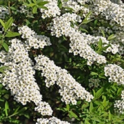 Meadow Sweet / Spirea