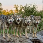 Outwit a Pack of Wolves