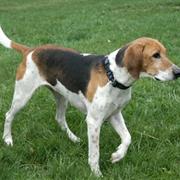 American Foxhound