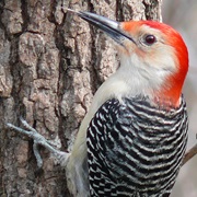 Woodpecker