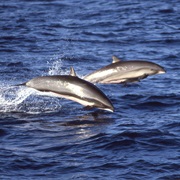 Fraser's Dolphin