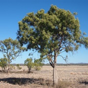 Whitewood (Atalaya Hemiglauca)