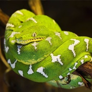 Emerald Tree Boa