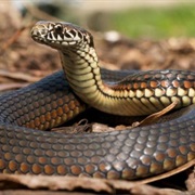 Snakes Do Not Blink.