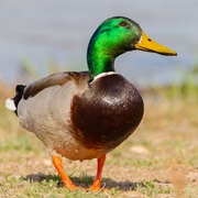 Duck