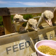 Feed an Ostrich
