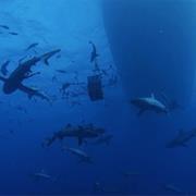 North Horn, Osprey Reef, Australia