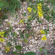 Trigonella Corniculata