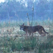 Encounter Wild Animals