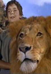 The Lion - Zamba the Lion