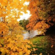 Xanthophobia-Fear of the Color Yellow