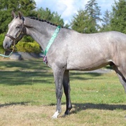 Canadian Warmblood